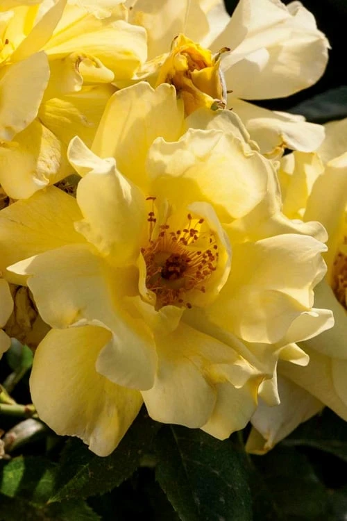 Lemon Drift Groundcover Rose - 1 Gallon Pot 4 Lemon Drift Groundcover Rose - 1 Gallon Pot - Image 4