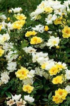 Lemon Drift Groundcover Rose - 1 Gallon Pot 10 Lemon Drift Groundcover Rose - 1 Gallon Pot -Botanhush Sales rose lemon drift 5