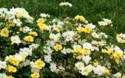 Lemon Drift Groundcover Rose - 1 Gallon Pot 11 Lemon Drift Groundcover Rose - 1 Gallon Pot -Botanhush Sales rose lemon drift 6