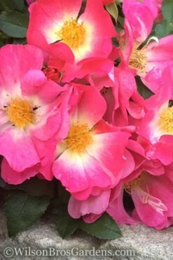 Pink Drift Groundcover Rose - 3 Gallon Pot 10 Pink Drift Groundcover Rose - 3 Gallon Pot -Botanhush Sales rose pink drift 11