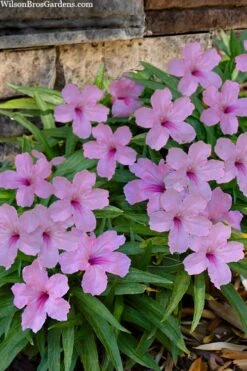 Katie Pink Dwarf Mexican Petunia (Ruellia) - 5 Pack Quart Pots -Botanhush Sales ruellia katie pink dwarf mexican petunia 11