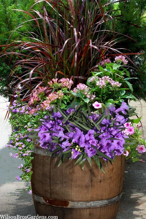 Katie Purple Dwarf Mexican Petunia (Ruellia) - 5 Pack Quart Pots 5 Katie Purple Dwarf Mexican Petunia (Ruellia) - 5 Pack Quart Pots - Image 5