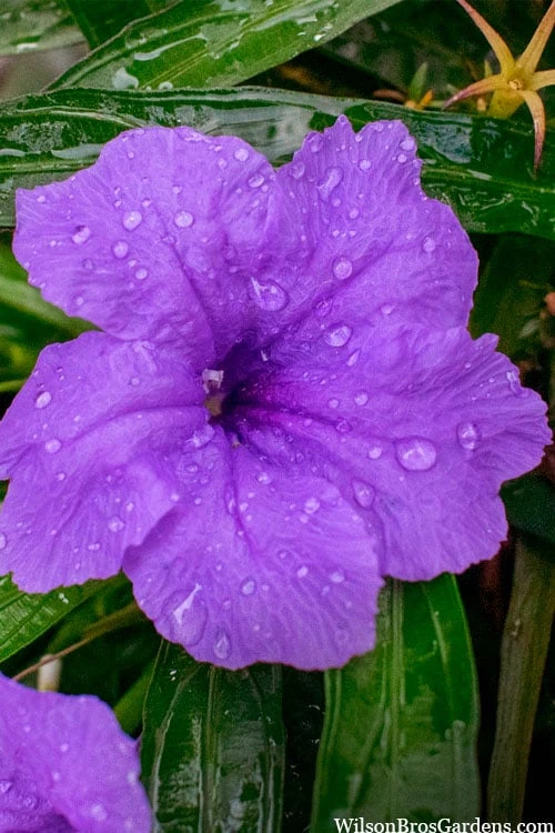 Katie Purple Dwarf Mexican Petunia (Ruellia) - 5 Pack Quart Pots 8 Katie Purple Dwarf Mexican Petunia (Ruellia) - 5 Pack Quart Pots - Image 8