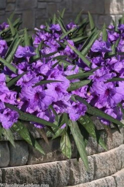 Katie Purple Dwarf Mexican Petunia (Ruellia) - 5 Pack Quart Pots 12 Katie Purple Dwarf Mexican Petunia (Ruellia) - 5 Pack Quart Pots -Botanhush Sales ruellia katie purple dwarf mexican petunia 8