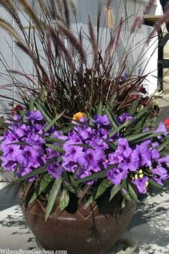 Katie Purple Dwarf Mexican Petunia (Ruellia) - 5 Pack Quart Pots 15 Katie Purple Dwarf Mexican Petunia (Ruellia) - 5 Pack Quart Pots -Botanhush Sales ruellia katie purple dwarf mexican petunia 9