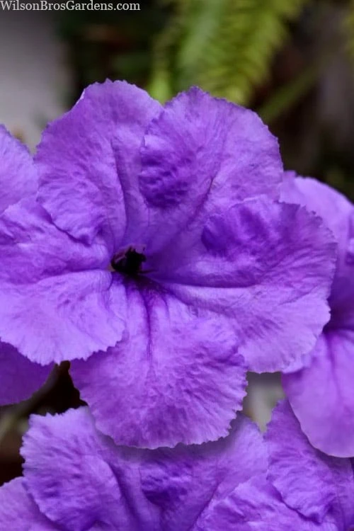 Purple Showers Mexican Petunia - Ruellia - 3 Gallon Pot 3 Purple Showers Mexican Petunia - Ruellia - 3 Gallon Pot - Image 3