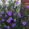 Purple Showers Mexican Petunia - Ruellia - 1 Gallon Pot