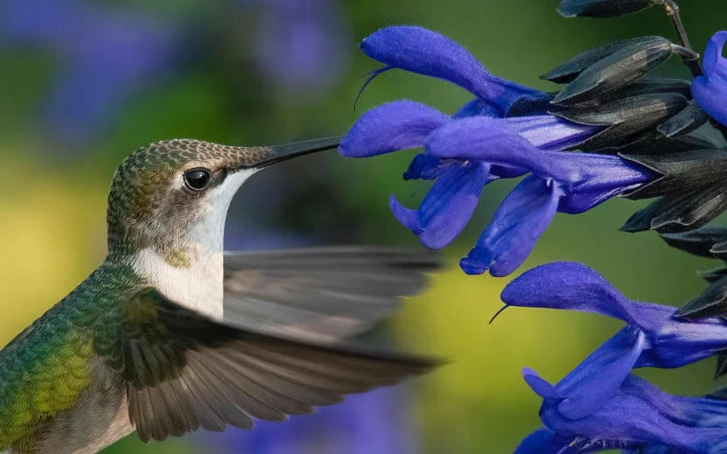 Black And Blue Salvia (Blue Anise Sage) - Salvia Guaranitica - 7.5" Pot 4 Black And Blue Salvia (Blue Anise Sage) - Salvia Guaranitica - 7.5" Pot - Image 4