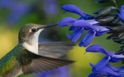 Black And Blue Salvia (Blue Anise Sage) - Salvia Guaranitica -1 Gallon Pot 13 Black And Blue Salvia (Blue Anise Sage) - Salvia Guaranitica -1 Gallon Pot -Botanhush Sales salvia guaranitica black and blue blue anise sage 22