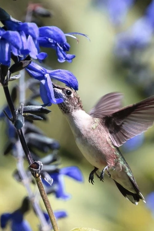 Black And Blue Salvia (Blue Anise Sage) - Salvia Guaranitica -1 Gallon Pot 7 Black And Blue Salvia (Blue Anise Sage) - Salvia Guaranitica -1 Gallon Pot - Image 7