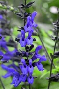 Black And Blue Salvia (Blue Anise Sage) - Salvia Guaranitica - 7.5" Pot 15 Black And Blue Salvia (Blue Anise Sage) - Salvia Guaranitica - 7.5" Pot -Botanhush Sales salvia guaranitica black and blue blue anise sage 24 1