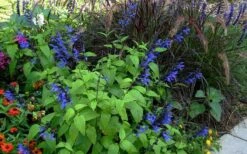 Black And Blue Salvia (Blue Anise Sage) - Salvia Guaranitica -1 Gallon Pot 19 Black And Blue Salvia (Blue Anise Sage) - Salvia Guaranitica -1 Gallon Pot -Botanhush Sales salvia guaranitica black and blue blue anise sage 26