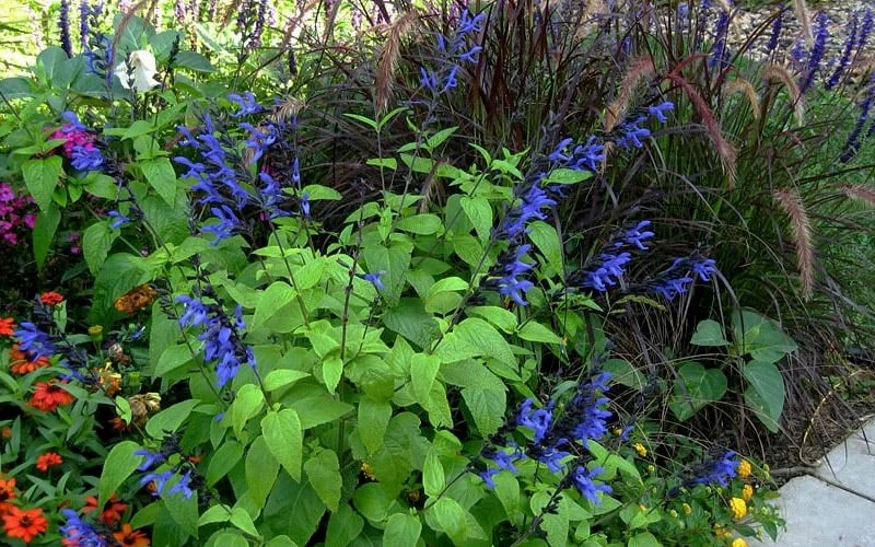 Black And Blue Salvia (Blue Anise Sage) - Salvia Guaranitica -1 Gallon Pot 10 Black And Blue Salvia (Blue Anise Sage) - Salvia Guaranitica -1 Gallon Pot - Image 10