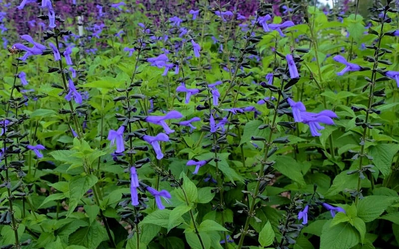 Black And Blue Salvia (Blue Anise Sage) - Salvia Guaranitica - 7.5" Pot 10 Black And Blue Salvia (Blue Anise Sage) - Salvia Guaranitica - 7.5" Pot - Image 10