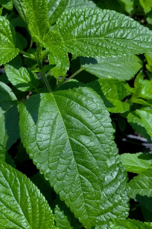 Black And Blue Salvia (Blue Anise Sage) - Salvia Guaranitica - 7.5" Pot 9 Black And Blue Salvia (Blue Anise Sage) - Salvia Guaranitica - 7.5" Pot - Image 9