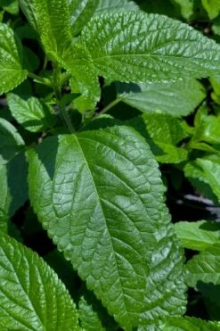 Black And Blue Salvia (Blue Anise Sage) - Salvia Guaranitica -1 Gallon Pot 17 Black And Blue Salvia (Blue Anise Sage) - Salvia Guaranitica -1 Gallon Pot -Botanhush Sales salvia guaranitica black and blue blue anise sage 28