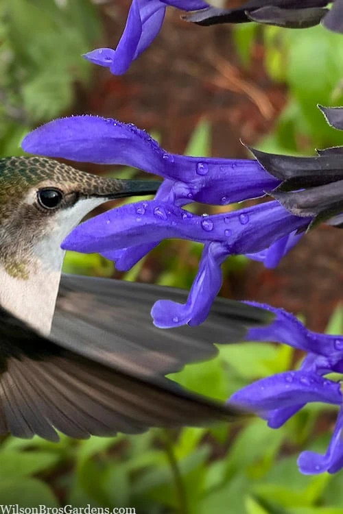 Black And Blue Salvia (Blue Anise Sage) - Salvia Guaranitica -1 Gallon Pot 1 Black And Blue Salvia (Blue Anise Sage) - Salvia Guaranitica -1 Gallon Pot