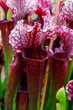 Judith Hindle Pitcher Plant (Sarracenia) - 2.5 Quart Pot -Botanhush Sales sarracenia judith hindle pitcher plant 4