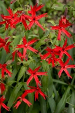Scarlet Catchfly (Silene Virginica) - 1 Gallon Pot 12 Scarlet Catchfly (Silene Virginica) - 1 Gallon Pot -Botanhush Sales silene virginica fire pink scarlet catchfly 10