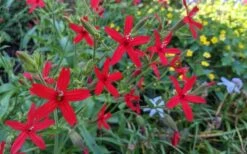 Scarlet Catchfly (Silene Virginica) - 1 Gallon Pot 15 Scarlet Catchfly (Silene Virginica) - 1 Gallon Pot -Botanhush Sales silene virginica fire pink scarlet catchfly 12