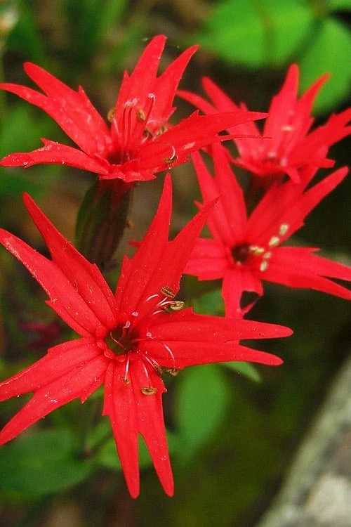 Scarlet Catchfly (Silene Virginica) - 1 Gallon Pot 1 Scarlet Catchfly (Silene Virginica) - 1 Gallon Pot