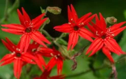 Scarlet Catchfly (Silene Virginica) - 1 Gallon Pot 17 Scarlet Catchfly (Silene Virginica) - 1 Gallon Pot -Botanhush Sales silene virginica fire pink scarlet catchfly 6