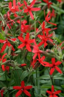 Scarlet Catchfly (Silene Virginica) - 1 Gallon Pot 14 Scarlet Catchfly (Silene Virginica) - 1 Gallon Pot -Botanhush Sales silene virginica fire pink scarlet catchfly 8