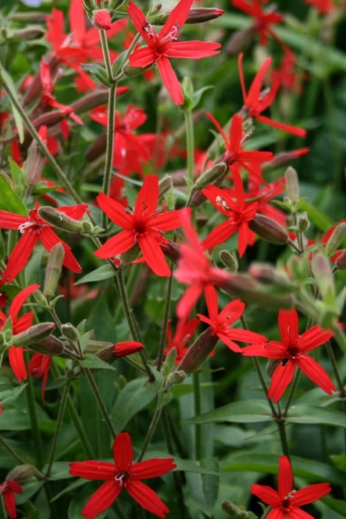 Scarlet Catchfly (Silene Virginica) - 1 Gallon Pot 6 Scarlet Catchfly (Silene Virginica) - 1 Gallon Pot - Image 6