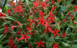 Scarlet Catchfly (Silene Virginica) - 1 Gallon Pot 16 Scarlet Catchfly (Silene Virginica) - 1 Gallon Pot -Botanhush Sales silene virginica fire pink scarlet catchfly 9
