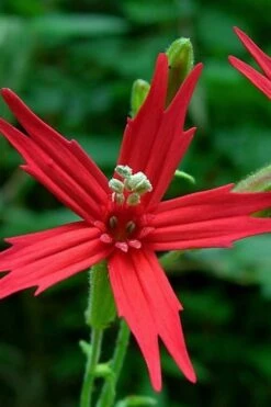 Scarlet Catchfly (Silene Virginica) - 1 Gallon Pot 13 Scarlet Catchfly (Silene Virginica) - 1 Gallon Pot -Botanhush Sales silene virginica fre pink scarlet catchfly 1