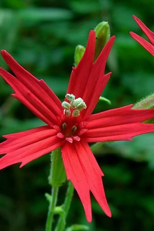 Scarlet Catchfly (Silene Virginica) - 1 Gallon Pot 5 Scarlet Catchfly (Silene Virginica) - 1 Gallon Pot - Image 5