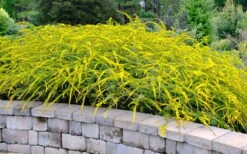 Fireworks Goldenrod (Solidago) - 1 Gallon Pot -Botanhush Sales solidago rugosum fireworks goldenrod 22