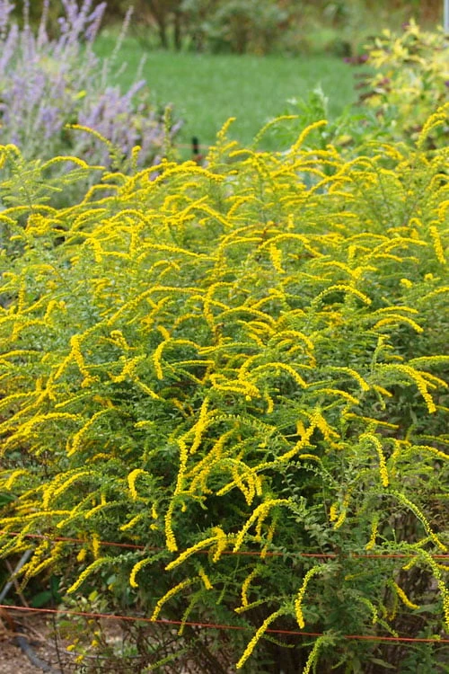 Fireworks Goldenrod (Solidago) - 6 Pack Of 1 Gallon Pots 7 Fireworks Goldenrod (Solidago) - 6 Pack Of 1 Gallon Pots - Image 7