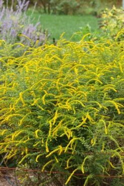 Fireworks Goldenrod (Solidago) - 1 Gallon Pot -Botanhush Sales solidago rugosum fireworks goldenrod 25