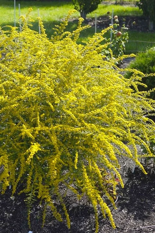Fireworks Goldenrod (Solidago) - 6 Pack Of 1 Gallon Pots 1 Fireworks Goldenrod (Solidago) - 6 Pack Of 1 Gallon Pots