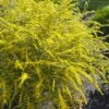Fireworks Goldenrod (Solidago) - 1 Gallon Pot