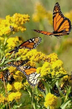 Seaside Goldenrod (Solidago Sempervirens) - 1 Gallon Pot 10 Seaside Goldenrod (Solidago Sempervirens) - 1 Gallon Pot -Botanhush Sales solidago sempervirens seaside goldenrod 10