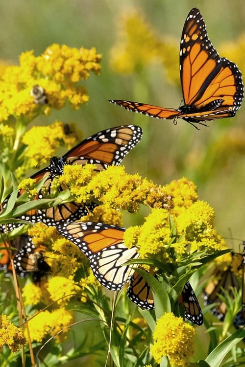 Seaside Goldenrod (Solidago Sempervirens) - 1 Gallon Pot 4 Seaside Goldenrod (Solidago Sempervirens) - 1 Gallon Pot - Image 4