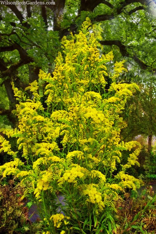 Seaside Goldenrod (Solidago Sempervirens) - 1 Gallon Pot 1 Seaside Goldenrod (Solidago Sempervirens) - 1 Gallon Pot