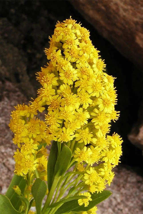 Seaside Goldenrod (Solidago Sempervirens) - 1 Gallon Pot 6 Seaside Goldenrod (Solidago Sempervirens) - 1 Gallon Pot - Image 6