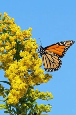Seaside Goldenrod (Solidago Sempervirens) - 1 Gallon Pot 13 Seaside Goldenrod (Solidago Sempervirens) - 1 Gallon Pot -Botanhush Sales solidago sempervirens seaside goldenrod 6