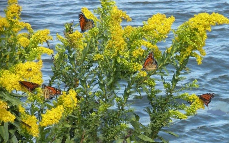 Seaside Goldenrod (Solidago Sempervirens) - 1 Gallon Pot 5 Seaside Goldenrod (Solidago Sempervirens) - 1 Gallon Pot - Image 5