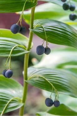 Variegated Solomons Seal (Polygonatum Falcatum 'Variegatum') - 1 Gallon Pot -Botanhush Sales solomons seal 2 500x750 1