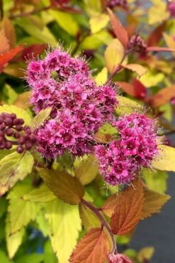 Rainbow Fizz Spirea - 3 Gallon Pot -Botanhush Sales spirea rainbow fizz 1