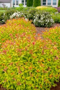 Rainbow Fizz Spirea - 3 Gallon Pot -Botanhush Sales spirea rainbow fizz 2