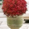 Rainbow Fizz Spirea - 3 Gallon Pot