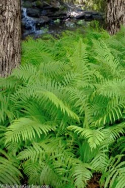 Southern Wood Fern (Thelypteris Kunthii) - 10 Pack Of Quart Pots 19 Southern Wood Fern (Thelypteris Kunthii) - 10 Pack Of Quart Pots -Botanhush Sales thelypteris kunthii southern wood fern 112