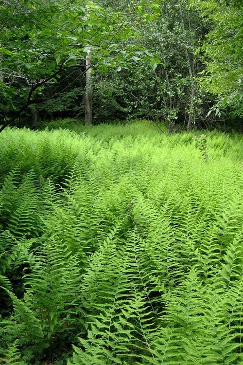 Southern Wood Fern (Thelypteris Kunthii) - 5 Pack Of Quart Pots 9 Southern Wood Fern (Thelypteris Kunthii) - 5 Pack Of Quart Pots - Image 9
