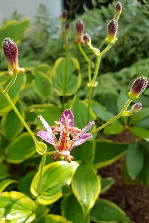 Samurai Toad Lily (Tricyrtis Formosana) - 1 Gallon Pot 5 Samurai Toad Lily (Tricyrtis Formosana) - 1 Gallon Pot - Image 5