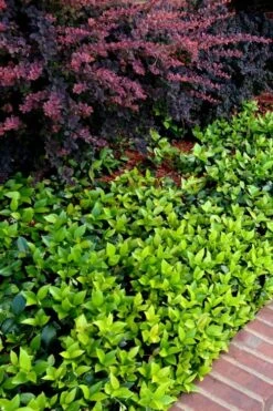 Asian Jasmine - Asiatic Jasmine - 1 Gallon Pot -Botanhush Sales trachelospermum asiaticum asian jasmine 2 1